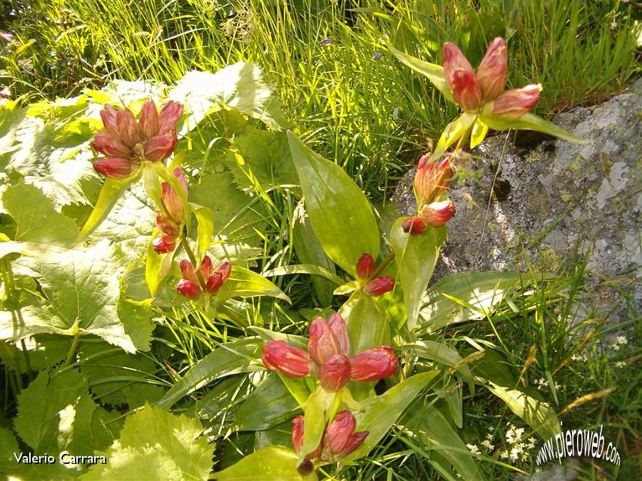 8° Genziana Porporina.jpg